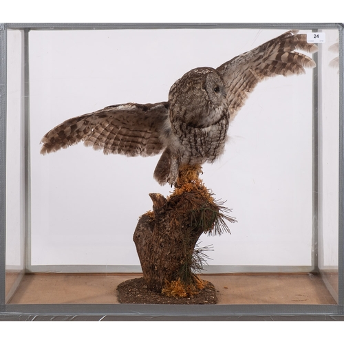 24 - (Strix aluco) A cased taxidermy Tawny owl: mounted with wings outstretched on a wooden post under Pe... 