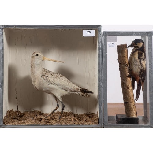 25 - An early 20th century cased taxidermy Bar tailed Godwit: 32.5 x 32 x 13cm and a later cased woodpeck... 