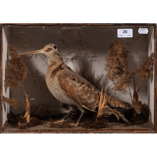 26 - A late 19th/early 20th century cased taxidermy Snipe by William Drew, Stonehouse: naturally set with... 