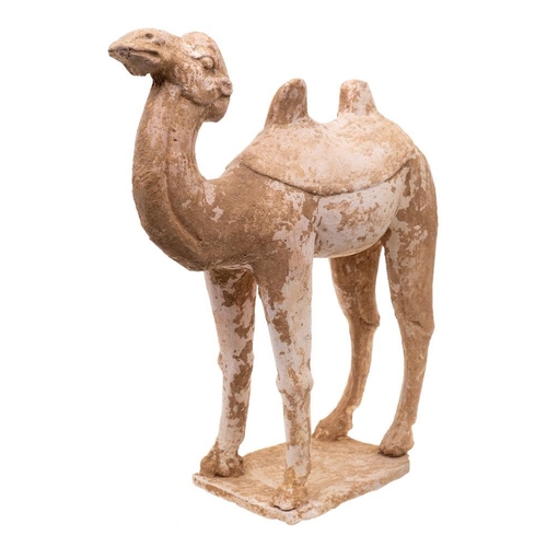 1142 - A large Chinese pottery figure of a Bactrian or Mongolian camel: modelled standing four square with ... 