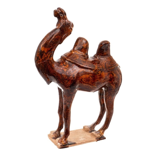1144 - A Chinese pottery figure of a Mongolian camel: modelled in the Tang Dynasty manner standing four squ... 
