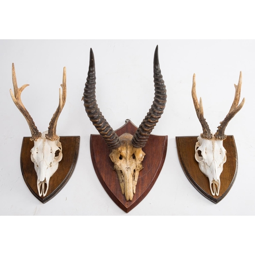 47 - A pair of Springbok or Gazelle antlers and skull on a shield plinth: together with two Roe deer skul... 