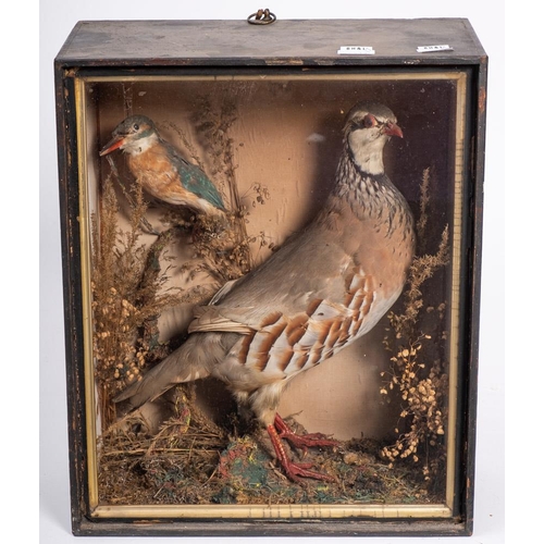53 - An early 20th century cased taxidermy Kingfisher and a Red Legged Partridge: 35cmx29cmx15cm, togethe... 