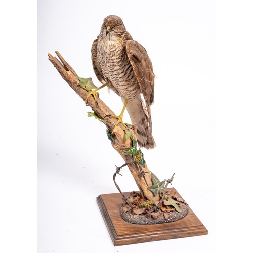 53 - An early 20th century cased taxidermy Kingfisher and a Red Legged Partridge: 35cmx29cmx15cm, togethe... 