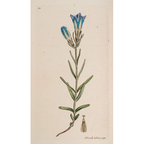 328 - SOWERBY, James & SMITH, James Edward - English Botany; or, Coloured Figures of British Plants : 36 v... 