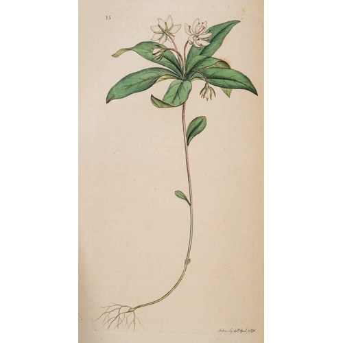 328 - SOWERBY, James & SMITH, James Edward - English Botany; or, Coloured Figures of British Plants : 36 v... 