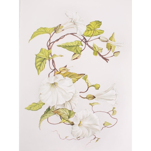 88 - CAMERON, Elizabeth - A Book of White  Flowers : 24 paintings by Elizabeth Cameron, foreword by Chris... 