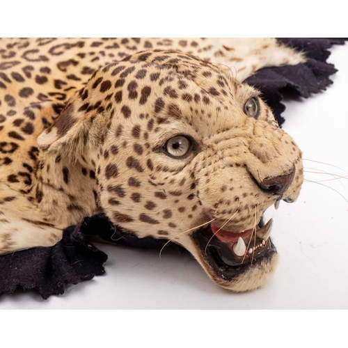 54 - A taxidermy leopard skin by Van Ingen & Van Ingen, Mysore: number '27366' the taxidermy head inset g... 