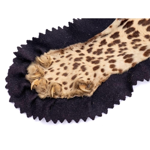 54 - A taxidermy leopard skin by Van Ingen & Van Ingen, Mysore: number '27366' the taxidermy head inset g... 