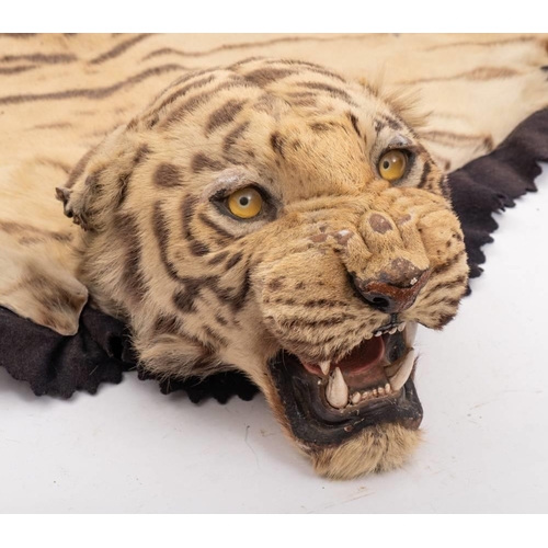 55 - A pair of taxidermy Tiger skin (Panthera tigris) rugs by Van Ingen & Van Ingen, Mysore: numbered '1 ... 