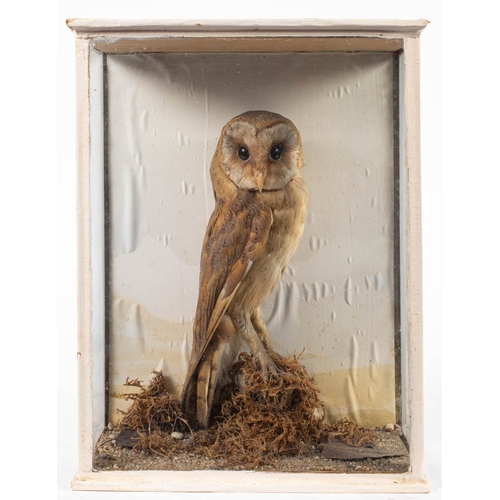 56 - An early 20th century taxidermy Barn Owl: in a glazed case, 42 x 32 x 16cm and a taxidermy Tawny Owl... 