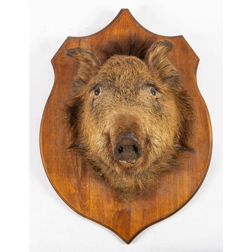 58 - A taxidermy boars head on wooden shield plinth: 65cm high.