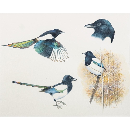 14 - *Peter Barrett [b.1935]- Bird studies; Jay, Magpie, Rook,:- a set of three watercolour each signed a... 