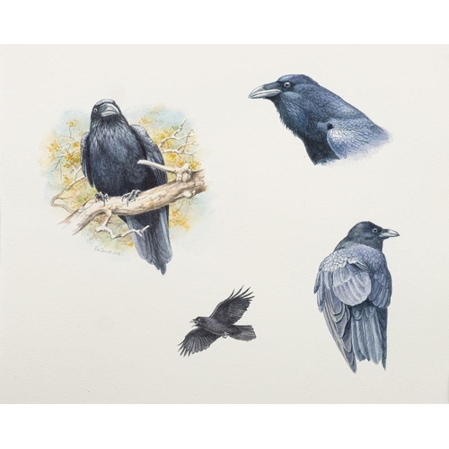 14 - *Peter Barrett [b.1935]- Bird studies; Jay, Magpie, Rook,:- a set of three watercolour each signed a... 