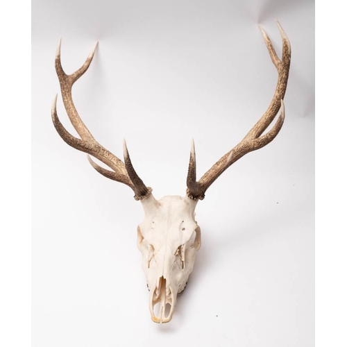 391 - A set of  ten point deer antlers with skull mount:, 55cm wide.