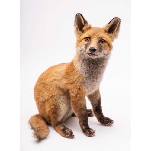 393 - A full mount taxidermy Fox cub:, 34.5cm high