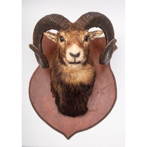 394 - A taxidermy Mouflon Ram's head on shield plinth:, 69cm x 50cm.