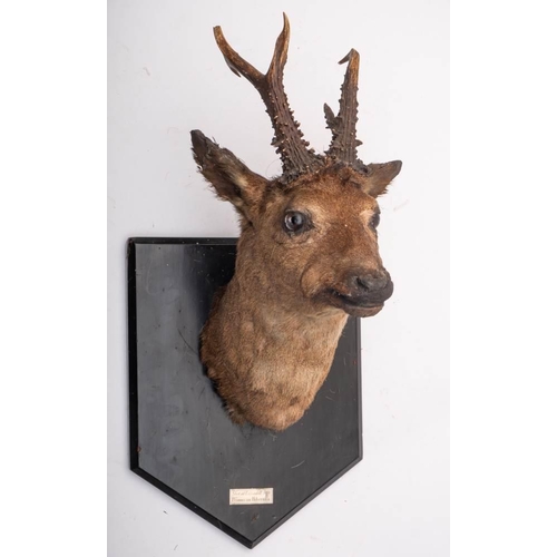 395 - A Victorian taxidermy Roe deer head on later shield plinth: with inscribed plaque 'Shot at Lissadell... 