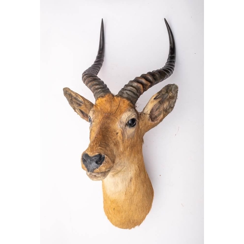 396 - A taxidermy African white eared Kob head, probably by Roland Ward: the back of the neck with white m... 