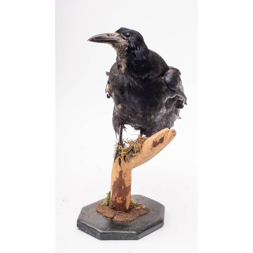 400 - A taxidermy Rook,mounted on a branch on a shaped plinth, 38cm high.