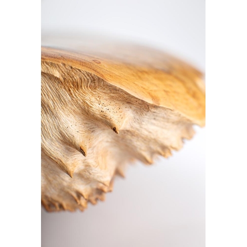 341 - A burr walnut polished bowl of oval outline, 49cm wide.