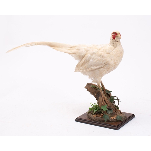 63 - A Taxidermy white pheasant, uncased and naturally set on a stump.