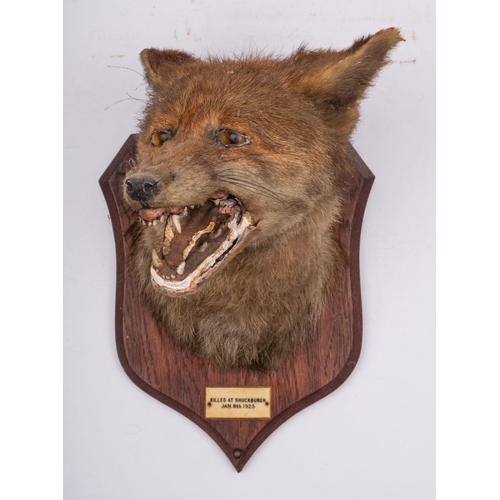 72 - A taxidermy fox mask by P Spicer & Sons, Leamington, inset glass eyes with open mouth, teeth and ton... 
