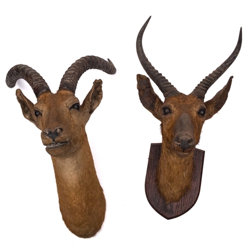 73 - Two early 20th century taxidermy Antelope heads, both unsigned, (2)