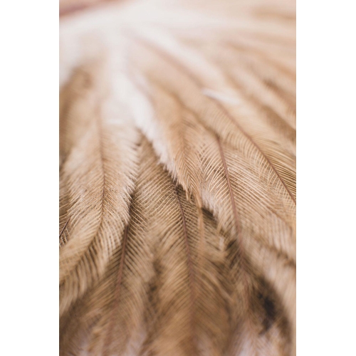 250 - Of Boer War Interest. 'Feathers from  badge of the Queensland Mounted Infantry worn by Lieut Norman ... 