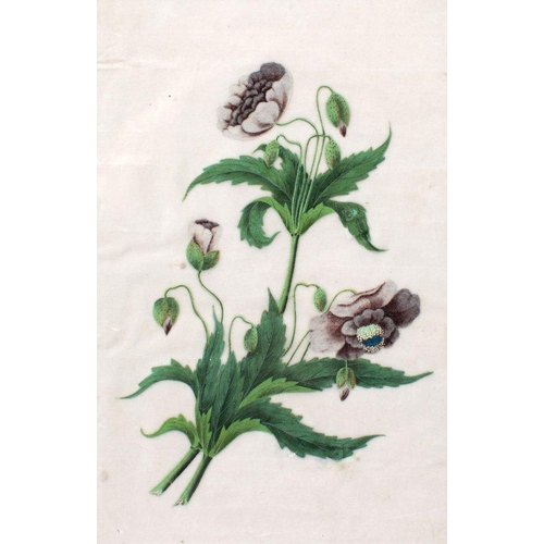 781 - Clara Maria Pope (British, circa 1767-1838) A botanical study of morning glories, with a ladybird in... 