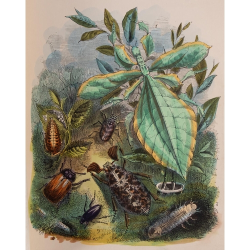 320 - HUMPHREYS, H. Noel - The Butterfly Vivarium; or, Insect Home :  Org. decorative beveled cloth. Small... 