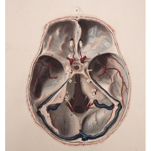 324 - LIZARDS, John,- System of Anatomical Plates of the Human Body, accompanied with descriptions.....,  ... 