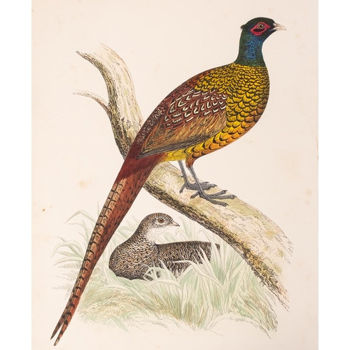 332 - MORRIS, Beverley R - British Game Birds and Wildfowl : 60 hand coloured plates a few loose. org. hal... 