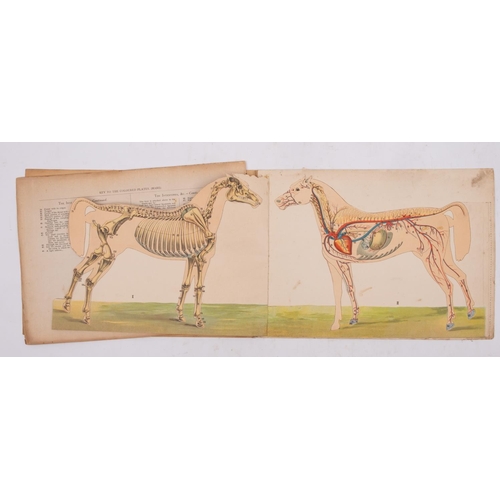 350 - GENERAL STUD BOOK  - Containing Pedigrees of Race horses, vol. 21 & 22, attractive half calf, 8vo, 1... 