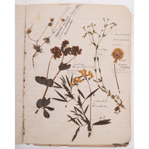 376 - HERBARIUM :Thirty- seven well presented examples of dried grasses, not stuck down exhibited in linen... 