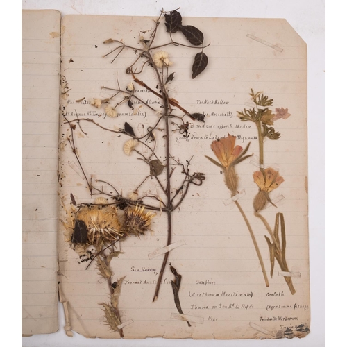 376 - HERBARIUM :Thirty- seven well presented examples of dried grasses, not stuck down exhibited in linen... 