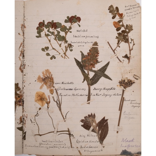 376 - HERBARIUM :Thirty- seven well presented examples of dried grasses, not stuck down exhibited in linen... 