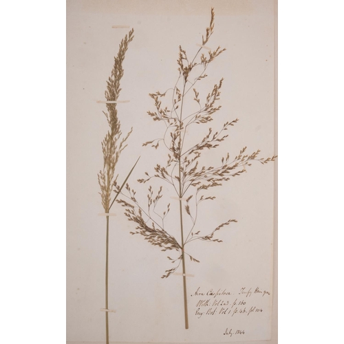 376 - HERBARIUM :Thirty- seven well presented examples of dried grasses, not stuck down exhibited in linen... 