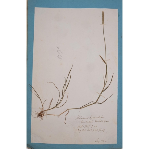 376 - HERBARIUM :Thirty- seven well presented examples of dried grasses, not stuck down exhibited in linen... 