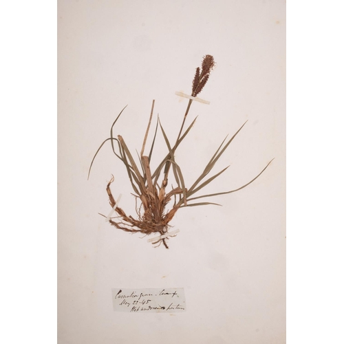 376 - HERBARIUM :Thirty- seven well presented examples of dried grasses, not stuck down exhibited in linen... 