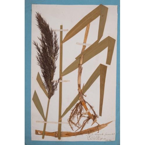 376 - HERBARIUM :Thirty- seven well presented examples of dried grasses, not stuck down exhibited in linen... 