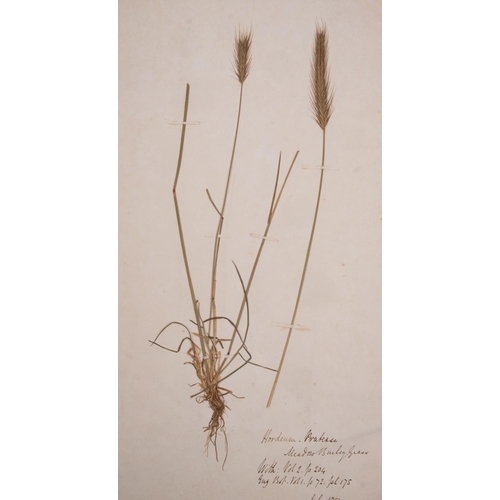 376 - HERBARIUM :Thirty- seven well presented examples of dried grasses, not stuck down exhibited in linen... 