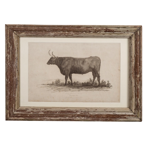 446 - SUSSEX OX : From the Earl of Egremont's Stock. A stipple engraving, published by G. Garrard, 1801 in... 