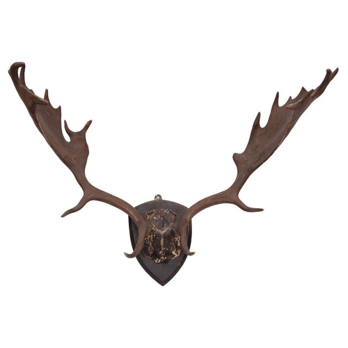 557 - A pair of oak shield mounted Fallow Deer antlers, 70cm spread.