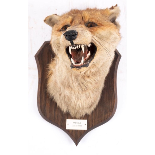 559 - A mid twentieth century taxidermy fox mask, by P Spicer & Sons Leamington, inset glass eyes with  sn... 