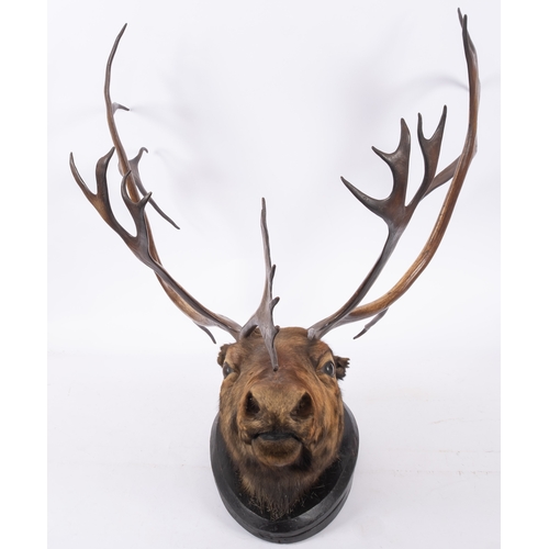 560 - An early 20th century taxidermy reindeer head mount, on an oval ebonised plinth, unsigned 80cm wide.