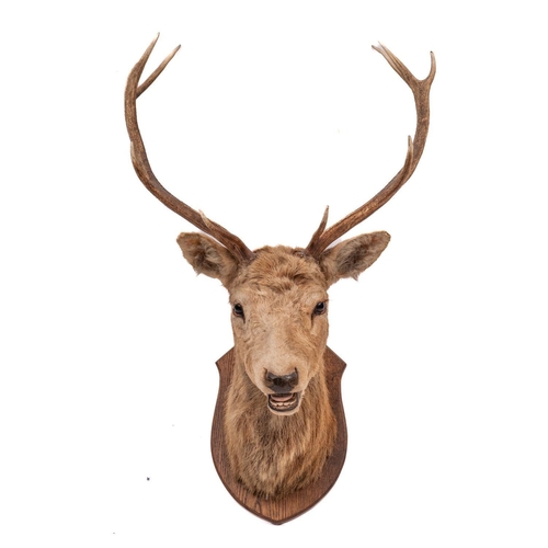 556 - A taxidermy nine point stag's head on shield plinth, circa 188, unsigned, 64cm wide.