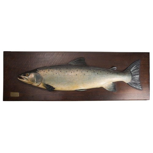 558 - An Edwardian half block model of a trout, carved and painted in colours on an oak backboard, brass p... 