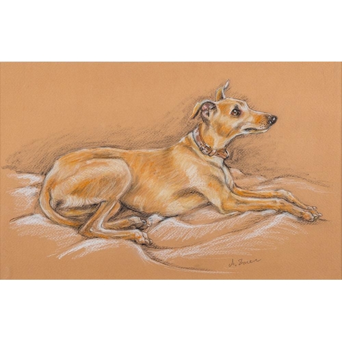 144 - Ania Shreeve (British contemporary school) Portrait of a recumbent whippet signed lower right pastel... 
