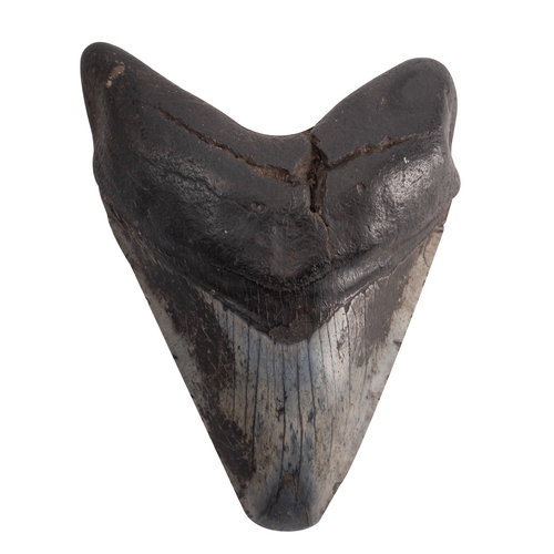 415 - A fossilised Megalodon tooth, Miocene epoch, circa 2.5 million years old; 12cm high